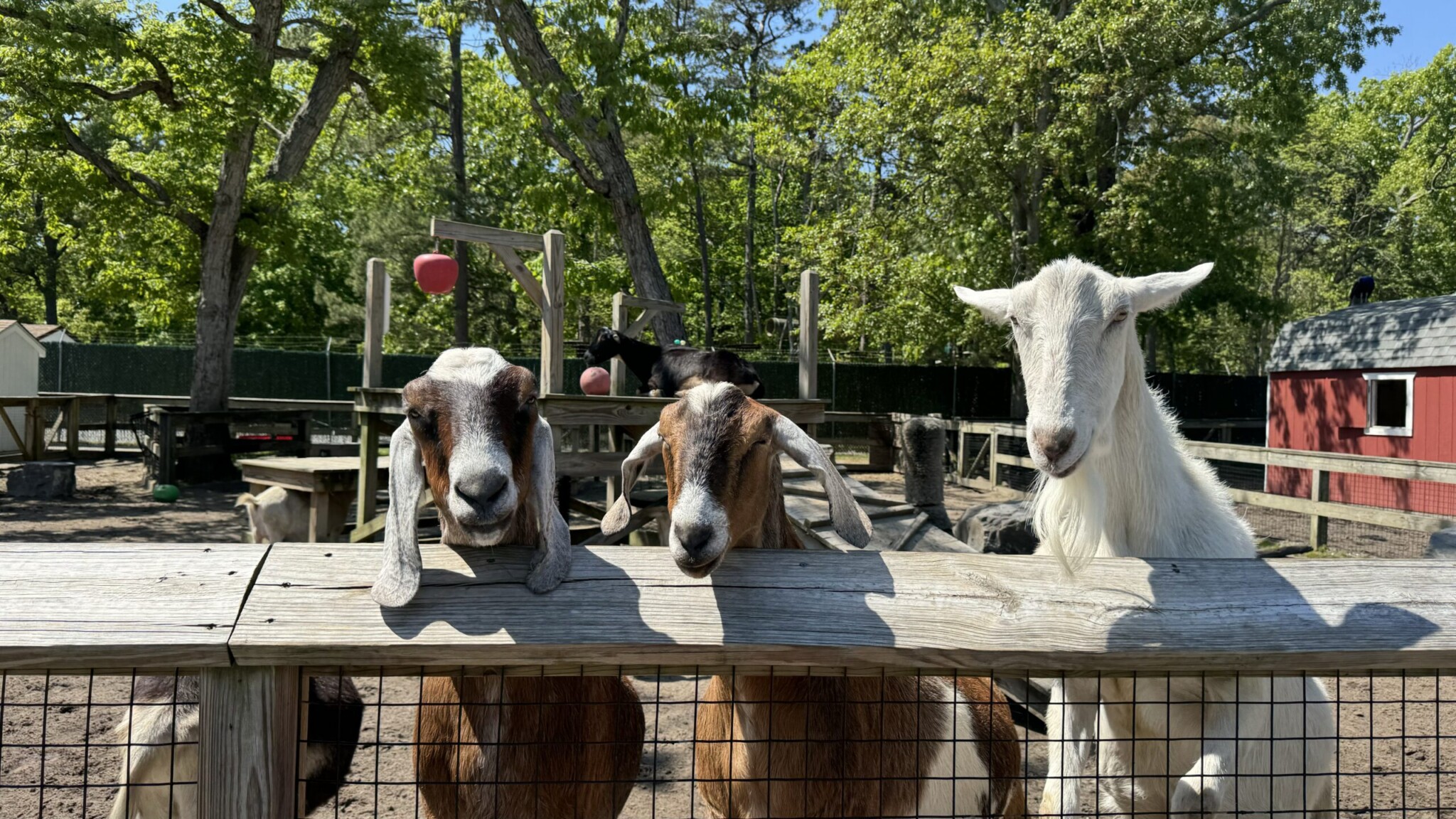 Cape May Zoo unique nj mom