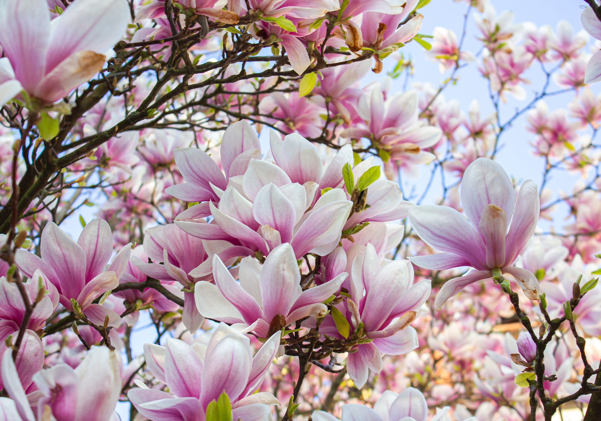 willowwood magnolia nj mom